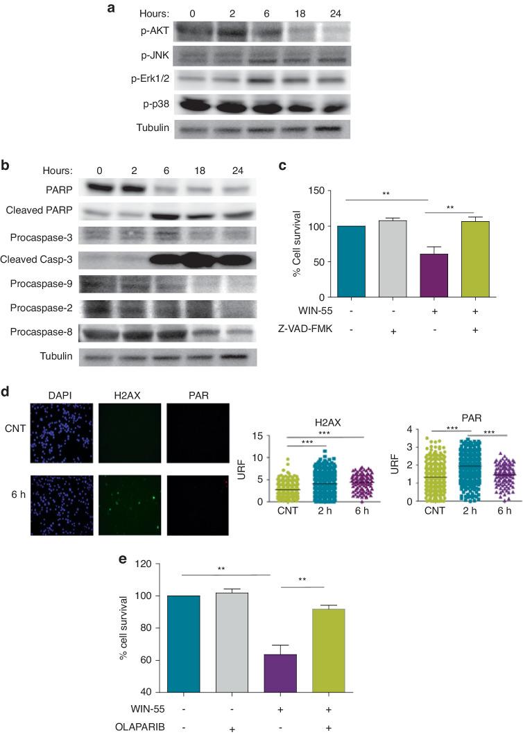 Study of signalling pathways affected by WIN-55.a Western blotting analysis of the phosphorylation of total protein fractions (n = 3) related to MAPK and PI3K/Akt signalling pathways. HL60 cells were incubated with 50 µM of WIN-55 for different incubation periods (from 0 to 24 h). b Western blotting analysis of total fractions of the cleaved forms of caspase 3, the cleavage of its substrate PARP, and the initiator caspases Casp-9, Casp-2 and Casp-8. HL60 cells were incubated with 50 µM WIN-55 for different incubation periods (from 0 to 24 h). c Cell viability was assessed for HL60 after 18 h of incubation with vehicle, 5 µM WIN-55 alone or in combination with 10 µM pan-caspase inhibitor Z-VAD(OMe)-FMK by using the CCK-8 assay. d Immunofluorescence images of γ-H2AX and PAR staining in HL60 cells treated with WIN-55 (50 µM) for 6 h (left) and dot plot showing the quantification of nuclear mean fluorescence intensity (right). e Cell viability was assessed for HL60 after 18 h of incubation with 10 µM WIN-55 or 10 µM Olaparib alone or in combination by using the CCK-8 assay. The data are mean ± SD for n = 3. Statistically significant differences were determined by Student’s t tests: *p < 0.05, **p ≤ 0.005 and ***p ≤ 0.0005.