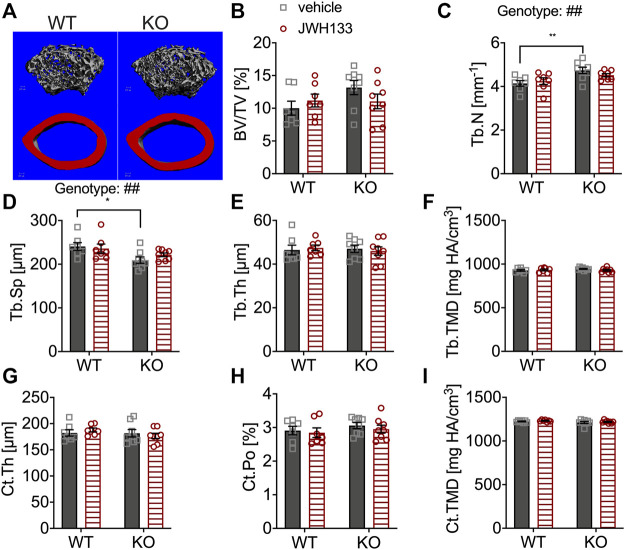 μCT of femurs showed the increased trabecular number and correspondingly reduced spacing in p62 KO mice. (A) Trabecular (grey) and cortical (red) bone structure of the femur of WT and p62 KO mice. (B) Bone volume per total bone volume (BV/TV) was similar between WT and p62 KO mice and showed no effect of treatment. (C) Trabecular number (Tb.N) was significantly increased in vehicle-treated p62 KO mice compared to vehicle-treated WT mice. No effect of genotype was observed after treatment. (D) Trabecular spacing (Tb.Sp) was reduced in vehicle-treated p62 KO mice compared to WT mice. (E) Trabecular thickness (Tb.Th) showed no difference between p62 KO and WT mice nor an effect of treatment. (F) Tissue mineral density (TMD) of trabecular bone was similar between genotypes and showed no effect of treatment. (G) Cortical thickness (Ct.Th) of the femur was not influenced by the treatment and showed no difference between genotypes. (H) Cortical porosity (Ct. Po) and (I) tissue mineral density (TMD) of cortical bone were similar between genotypes and not influenced by the treatment with JWH133. Male mice were aged 3 months by the beginning of the experiment and were treated for 5 days with vehicle or JWH133. Data were analyzed by using ordinary two-way ANOVA and Bonferroni adjusted p values, *p < 0.05, **p < 0.01, ***p < 0.001. All error bars show mean ± SEM. Squares and circles represent individual data points. WT vehicle N = 7, KO vehicle N = 8, WT JWH133 N = 8, KO JWH133 N = 8.