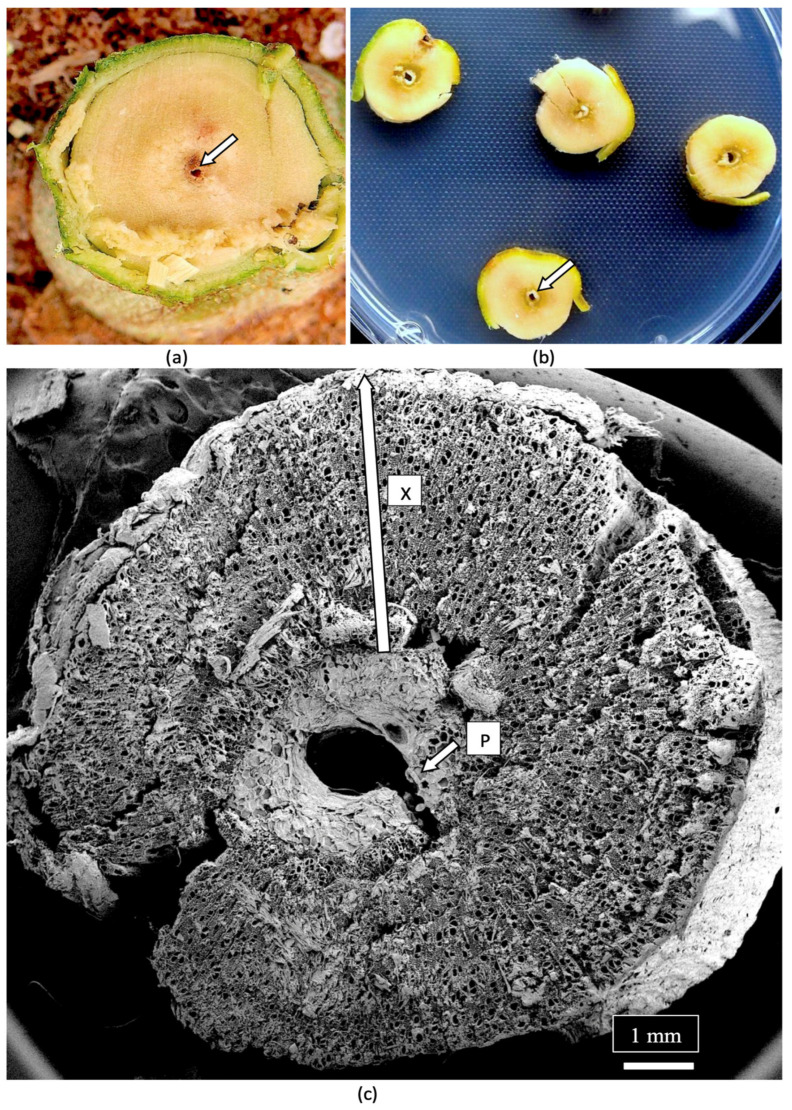 (a) Cross-sectional view of the main stem of a 3-month-old cannabis mother plant that shows the central pith (arrow). (b) Cross-sectional views of the side stems on a mother plant showing the central pith regions (arrow). (c) A scanning electron microscopic view of a section through a side stem as shown in (b). The central pith (P) is surrounded by a ring of xylem parenchyma cells that appear white. The largest area of the stem is occupied by the xylem (X) tissue that extends from the region of the pith cells to the outer ring of the phloem and epidermal tissues (arow).