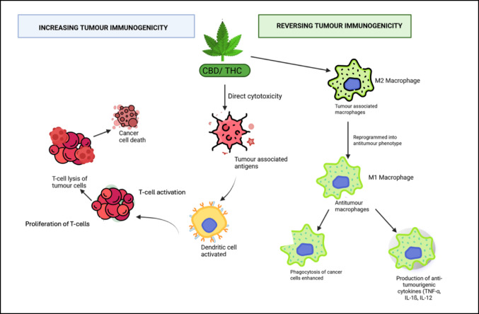 Mechanisms in which cannabinoids may enhance cervical cancer immunotherapy. Figure created by SP Mathibela using FlatIcon.com and PowerPoint Presentation 2021