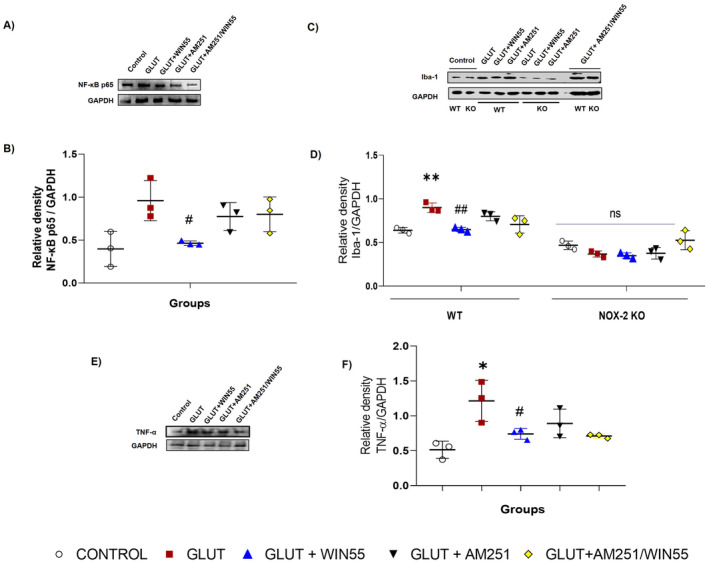 Protein levels of Iba‐1, TNF‐α, and NF‐κB p65 in mice at 12 h after glutamate (GLUT) intracerebral injection and treated with or without WIN55, AM251, and AM251/WIN55. (A) Representative Western blot of Iba‐1 in WT and NOX‐2 KO mice. (B) Levels of Iba‐1 (n = 3). (C) Representative Western blot of TNF‐α in WT mice. (D) Levels of TNF‐α (n = 3). (E) Representative Western blot of NF‐κB p65 in WT mice. (F) Levels of NF‐κB p65 at (n = 3)Values represent the average ± standard deviation. Iba‐1 (15 kDa), TNF‐α (26 kDa), NF‐κB p65 (65 kDa). *p < 0.05, **p < 0.05, ##p < 0.01 versus the corresponding saline control; #p < 0.05 versus the corresponding mice treated with glutamate (GLUT).