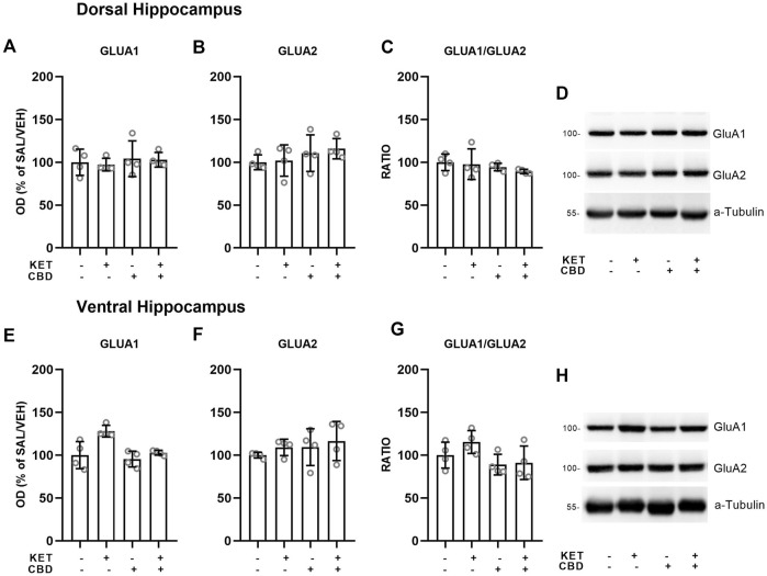 Effects of cannabidiol (CBD) treatment on ketamine (KET)-induced alternations of AMPA receptor subunit protein expression levels in the dorsal hippocampus (top row) and the ventral hippocampus (bottom row). (A,E): GLUA1; (B,F): GLUA2; (C,G): GLUA1/GLUA2 ratio; (D,H): a representative band of the protein of interest and the corresponding loading marker band. Data are presented as percentage of the SAL/VEH group. The optical density (OD) of each band was divided by the corresponding loading marker. Statistical analysis was performed by two-way ANOVA.