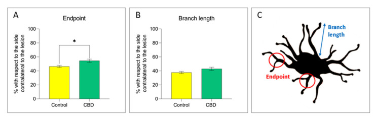 The graphs show the percentage of the (A) number of endpoints/cell and (B) branch length/cell (µm) in the SNc lesioned side with respect to the unlesioned side in both experimental groups. (C) Parameters analyzed to study microglial morphology. Results are expressed as mean ± SEM. * p < 0.05 vs. control t = 2992, df = 13, Student’s t-test unpaired two-tailed. N = 5 to 8 in each group.