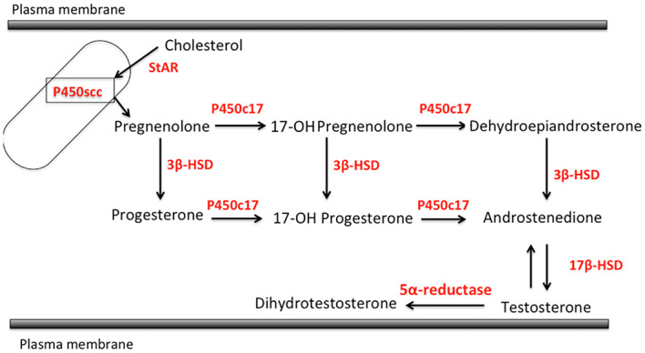 Steroidogenic pathways relevant to human sebaceous gland (StAR, steroidogenic acute regulatory protein; P450sc, P450 side chain cleavage; 3β-HSD, 3β-hydroxysteroid dehydrogenase; P450c17, cytochrome P450c17; 17β-HSD, 17β-hydroxysteroid dehydrogenase).