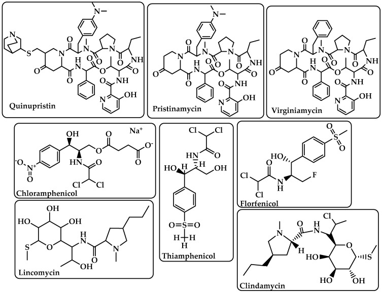 Chemical structure of quinupristin, pristinamycin, virginiamycin, chloramphenicol, thiamphenicol, florfenicol, lincomycin, and clindamycin.