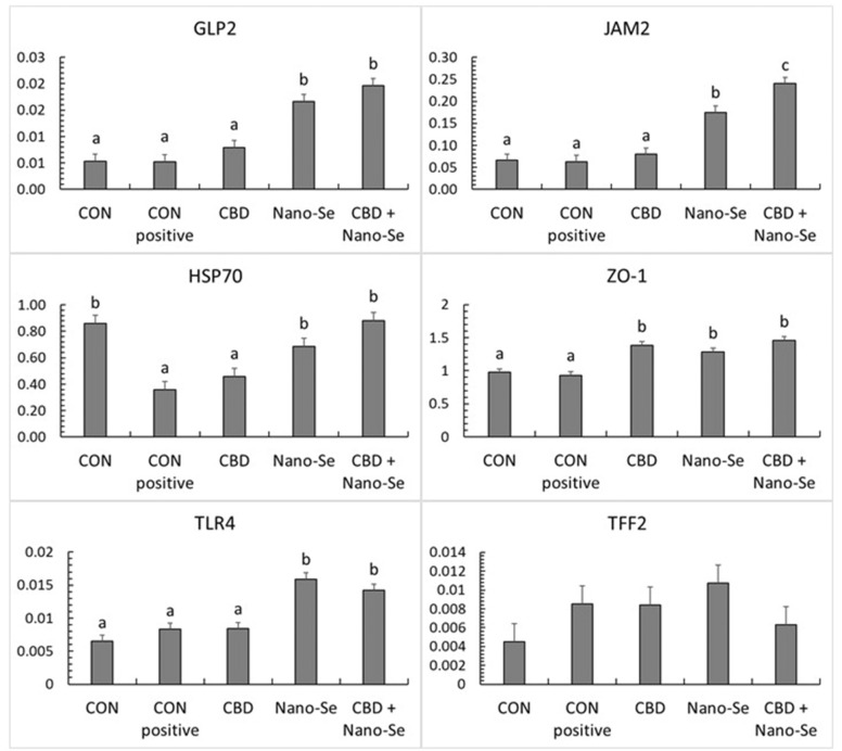 The relative mRNA expression levels (normalized to the β-actin expression level as the most accurate endogenous control gene) of glucagon-like peptide 2 (GLP2), heat shock protein (HSP70), Toll-like receptor 4 (TLR4), junctional adhesion molecule 2 (JAM2), zonula occludens-1 (ZO-1), and trefoil factor 2 (TFF2) in the gut tissue of chickens. The chickens were fed a control diet (CON), CON supplemented with 15 g of hemp extract (CBD)/kg of diet, CON supplemented with 0.5 mg of nanosized selenium particles (Nano-Se)/kg of diet, or CON supplemented with both additives (CBD + Nano-Se). At 15, 16, 17 and 18 days of age, the chickens in each experimental group and the positive control (CON-positive) group were orally infected with 1 mL of 108 CFU/mL C. perfringens inoculate. A coccidial cocktail (1 mL) was administered before C. perfringens challenge to all chickens. a,b,cThe different letters indicate significant differences (P < 0.01). The error bars indicate the mean standard error values for the 8 chickens in each dietary treatment group.