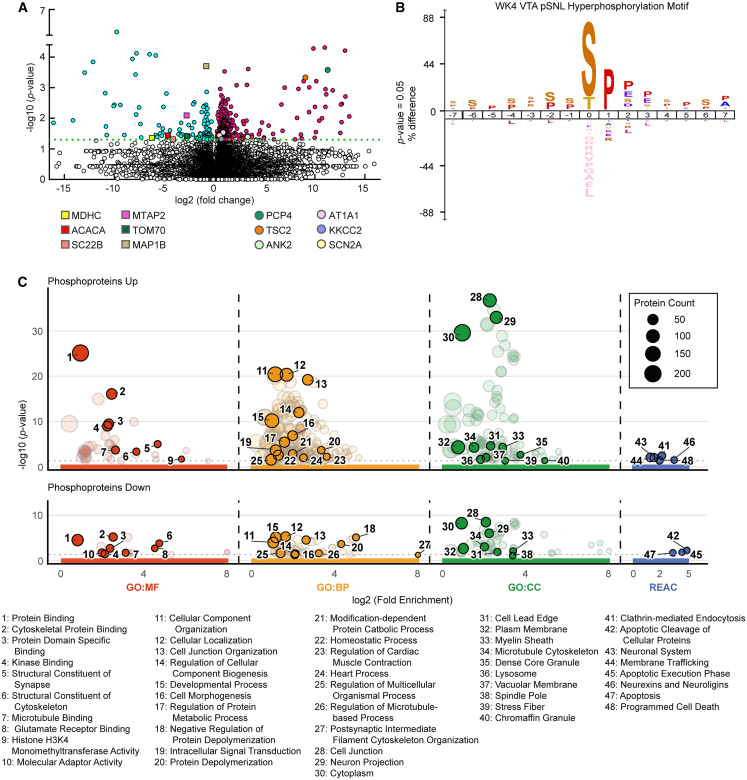 Widespread phosphorylation changes target postsynaptic architecture and neuronal viability pathways(A) Volcano plot of differentially phosphorylated peptides in the VTA at week 4 (WK4), demonstrating widespread hyperphosphorylation in male pSNL mice. (n = 3 pooled per group; 3 bilateral punches/sample). Data within the dashed rectangle were subsequently analyzed for iceLogo motif analysis.(B) iceLogo motif analysis of hyperphosphorylated sites (442 sites) revealing an enrichment for proline-directed phosphorylation.(C) Functional enrichment analysis (g:Profiler) of differentially phosphorylated proteins at WK4, separated by upregulated (“phosphoproteins up”) and downregulated (“phosphoproteins down”) proteins. Bubble plots display enriched GO (MF, BP, and CC) and Reactome (REAC) terms, with driver terms highlighted. The y axis represents statistical significance (−log10 [p value]), the x axis represents fold enrichment, and bubble size indicates protein count. For a detailed list of all enriched terms (including postsynaptic density, neuronal projection development, and calmodulin binding) and pathways (e.g., neuronal system programmed cell death), see Figure S2.