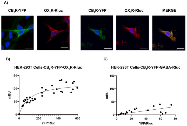 The OX1R and CB2R interact in a heterologous expression system. (A) Immunocytochemistry assays were performed in HEK-293T cells expressing CB2R-YFP (1 μg cDNA), which was detected by its own fluorescence (green) and/or OX1R-Rluc (1 μg cDNA) that was detected by a mouse monoclonal anti-Rluc antibody and a secondary Cy3-conjugated anti-mouse IgG antibody (red). Colocalization is shown in yellow. Cell nuclei were stained with Hoechst (blue). Scale bar: 15 μm. (B) BRET assays were performed in HEK-293T cells transfected with a constant amount of cDNA for OX1R-Rluc (0.4 μg) and increasing amounts of cDNA for CB2R-YFP (0.4 to 1.6 μg) or, as negative control (C), a constant amount of GABAB-Rluc (0.4 μg cDNA) and increasing amounts of CB2R- YFP (0.4 to 1.6 μg cDNA). Values correspond to six independent experiments.