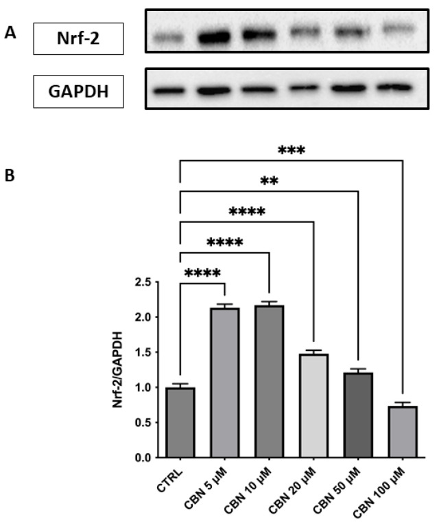 Western blot analysis of Nrf2 protein expression in NSC-34 cells treated with CBN (5–100 µM) for 24 h. (A) Representative Western blot bands of Nrf-2 and GAPDH. (B) Densitometric quantification of Nrf-2 expression normalized to GAPDH revealed a significant increase at 5, 10, and 20 µM, with the highest expression observed at 10 µM, followed by a decline at 50 and 100 µM., indicating activation of the antioxidant defense response. Data are presented as mean ± SEM from at least three independent experiments. Asterisks (*) indicate p value: ** p < 0.01; *** p < 0.001; **** p < 0.0001, respectively.