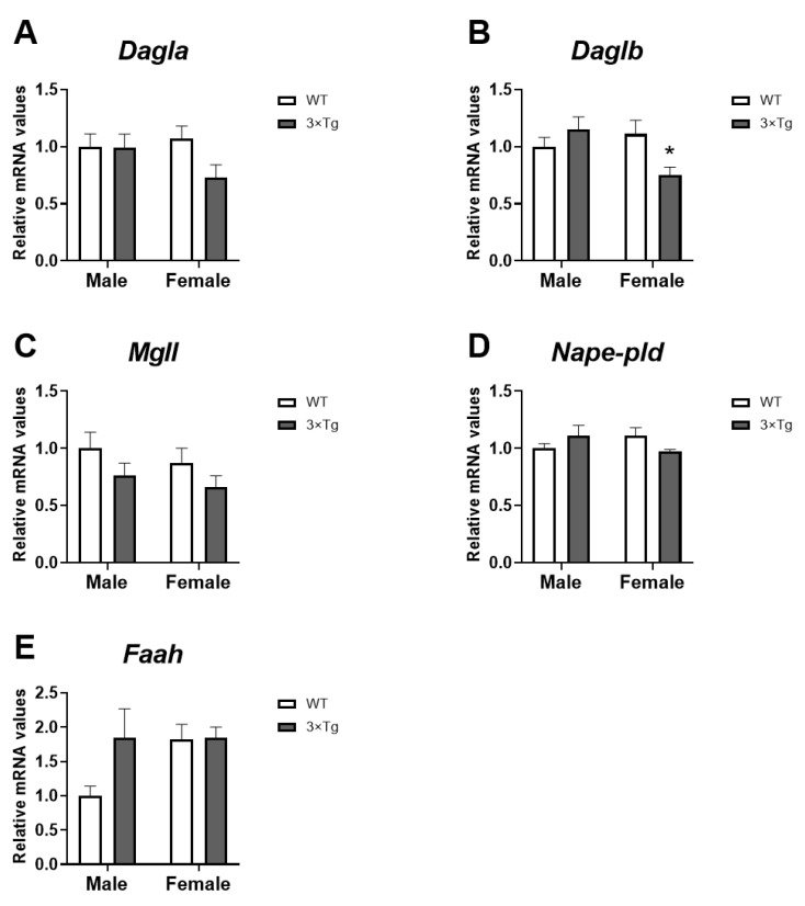 Cannabinoid enzymes mRNA expression: Dagla (A), Daglb (B), Mgll (C), Nape-pld (D), and Faah (E) in hippocampal astrocytes from offspring born to 3×Tg-AD and non-Tg (WT) mice. Data are expressed as the mean ± S.E.M. Tukey or single-effect analysis: * p < 0.05 vs. males (sex difference).