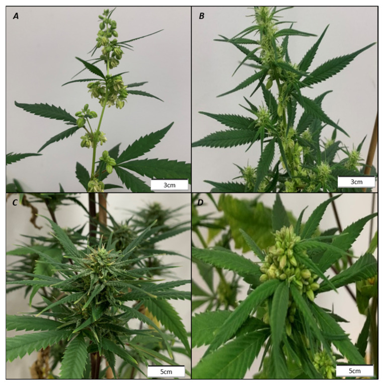 Inflorescence structure is unaffected by sex reversion. An untreated Syr_M clone (A) and an ethephon (ETH)-treated Syr_M clone showing male and female flowers (B) both exhibiting panicle inflorescences. An untreated Rom_F clone (C) and a silver thiosulfate (STS)-treated Rom_F clone with male flowers (D) both exhibiting a compound raceme inflorescence. Photos taken 21 days after reducing the photoperiod to 12:12.