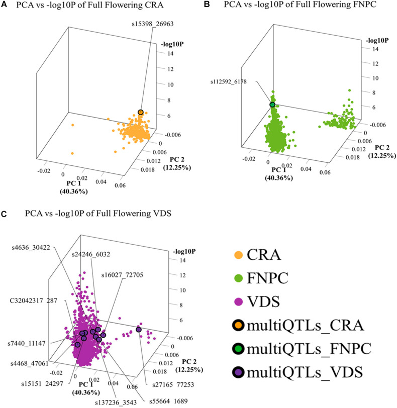 3D scatter plots of PCAs depicting clustering of significant markers on basis of variation in the allele frequency profiles in the mapping population and significance in GWAS, for, respectively, full flowering in CRA (A), full flowering in FNPC (B), and full flowering in VDS (C). X-axes indicate Principal Component 1, Y-axes indicate Principal Component 2, and Z-axes indicate the significant level of the association (–log10P). Orange, green, and purple dots indicates the significant markers detected in CRA, FNPC, and VDS, respectively. Orange, green, and purple dots with a black circle represent the representative QTL-markers of the MultiQTL models from CRA, FNPC, and VDS, respectively.