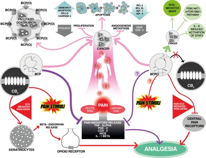 Anticancer and analgesic activities of β‐caryophyllene (BCP) and β‐caryophyllene oxide (BCPO). BCP and BCPO induce apoptosis and suppress proliferation of cancer cells as well as reduce levels of tumor angiogenesis and metastasis markers. Molecular mechanisms of BCPO anticancer activities include activation of mitogen‐activated protein kinase (MAPK) pathway as well as inhibition of PI3K/AKT/mTOR/S6K1 and STAT3 signaling. Additionally, BCP(O) increase cellular accumulation of chemotherapeutic drugs, enhancing their anticancer effectiveness. In response to pain stimuli, BCP and BCPO reveal different mode of actions. BCP‐induced effect of analgesia is obtained with endocannabinoid system (ECS) involvement, while BCPO analgesic activity is ECS independent. BCP binds to peripheral cannabinoid receptor type 2 (CB 2) leading to β‐endorphin release from keratinocytes and activation of opioid receptors. In contrast, antipain effects of BCPO are possibly achieved by inhibition of central pain receptors. Additionally, both compounds inhibit the release of inflammatory mediators of pain.