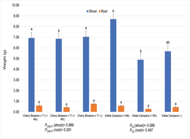 Hemp plant dry weights (g) two hemp cultivars (Eletta Campana = fiber, Cherry Blossom × T1 = CBD) exposed to two RKN species, M. enterolobii and M. hapla. Factor levels not connected by the same letter are significantly different according to Tukey’s HSD where P ≤ 0.05. PCBxT1 = Cherry Blossom × T1, PEC = Eletta (Trial 5).