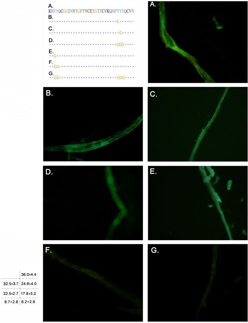 Cellulose binding assays of the CBD mutants on the filter paper fibre.The amino acid sequence is indicated on the left, with the mutated residues marked in yellow. A. eGFP-Linker-CBD; B. eGFP-Linker-CBD(Y477); C. eGFP-Linker-CBD(Y478); D. eGFP-Linker-CBD(Y477Y478Y479); E. eGFP-Linker-CBD(Y451); F. eGFP-Linker-CBD(Y451Y452); G. eGFP-Linker-CBD(Y451Y452, Y477Y478Y479). The integral optical density value calculated under microscopy is marked on the bottom left.