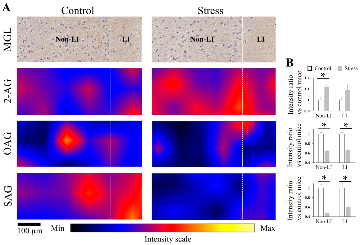 Magnification of 2-AG, OAG, and SAG expression in the LI and non-LI of ACC in control and stressed mice. (A) Representative images of ACC section immunostained for MGL and corresponding DESI-MSI results of 2-AG, OAG, and SAG in control and stressed mice (scale bar: 100 µm). (B) Fold changes in the average intensity of 2-AG, OAG, and SAG in the LI and non-LI of the ACC sections of stressed mice compared to those of control mice (the number of mice in each group was three). Two-tail t-test was performed. *: p < 0.05. LI: layer I, non-LI: the layers of ACC without layer I.
