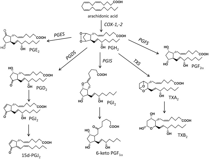 Schematic representation of the main biochemical pathways that mediate the production of prostanoids. COX, cyclooxygenase; PGES, prostaglandin E synthase; PGDS, prostaglandin D synthase; PGFS, prostaglandin F synthase; PGIS, prostacyclin synthase; TXS, thromboxane synthase.
