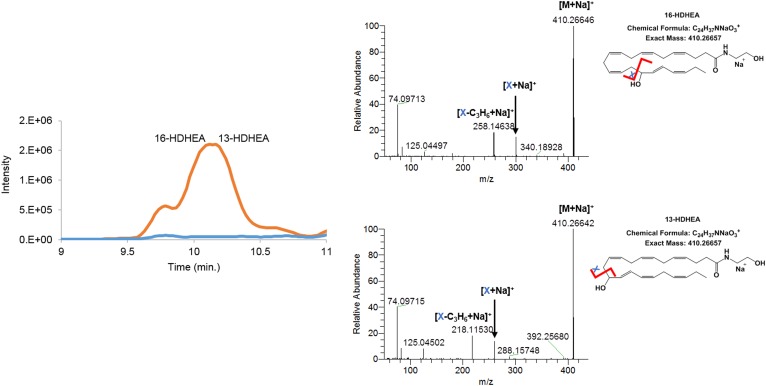 Extracted ion chromatogram of m/z = 370.26–370.28 HDHEAs [M+H–H2O]+. The orange trace in the chromatogram depicts the products of DHEA formed by hCOX-2; the blue trace shows the control assay without hCOX-2. Mass fragmentation spectra of both hCOX-2 products were obtained by fragmenting the [M+Na]+ adduct from 9.91 to 10.04 min for 16-HDHEA and from 10.19 to 10.24 min for 13-HDHEA using 30.0 V collision energy.
