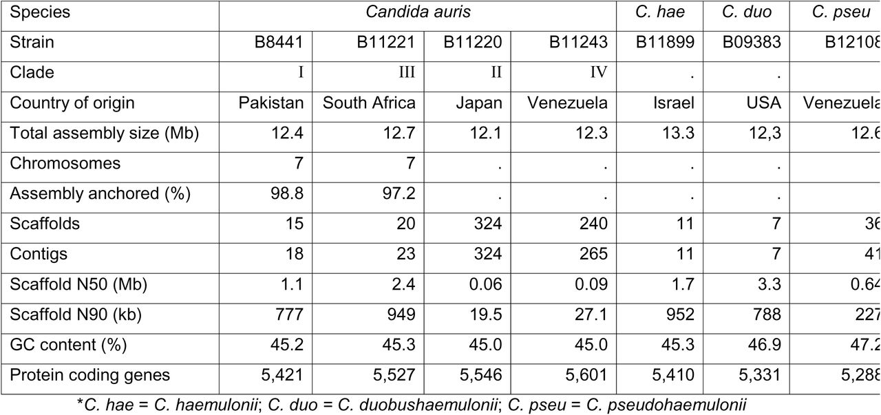 Genome assembly statistics of Candida auris and closely related species*