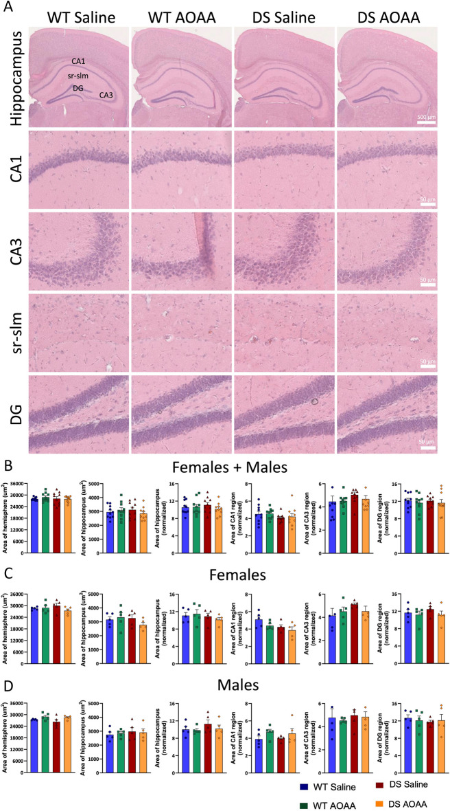 Histological analysis of the architecture of wild-type vs. Dp(17)3Yey/ + mouse brains. Hematoxylin–eosin staining was performed to define the cytoarchitecture of the hippocampus. Hematoxylin stains nuclear components, including heterochromatin and nucleoli. Eosin stains cytoplasmic components: collagen, elastic fibers, muscle fibers, red blood cells. A representative images; B–G analysis of various brain regions. Each bar represents the mean ± SEM of 5 animals per experimental group; each dot represents one animal. No macroscopic differences were found between the cytoarchitecture of the brains analyzed in the four experimental groups