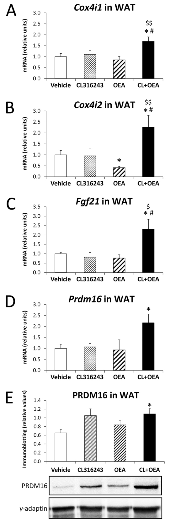 Effects of repeated administration of CL316243 and/or OEA on gene expression of molecules implicated in mitochondrial programmes (Cox4i1 and Cox4i2) and the BAT-like phenotype (Fgf21 and Prdm16) in eWAT after 6 days of treatment. (A–D) Cox4i1, Cox4i2, Fgf21 and Prdm16 mRNA levels in eWAT. (E) PRDM16 protein levels in eWAT. Histograms represent the mean±s.e.m. (n=8). *P<0.05 versus vehicle-treated rats; #P<0.05 versus CL316243-treated rats; $P<0.05, $$P<0.01 versus OEA-treated rats.