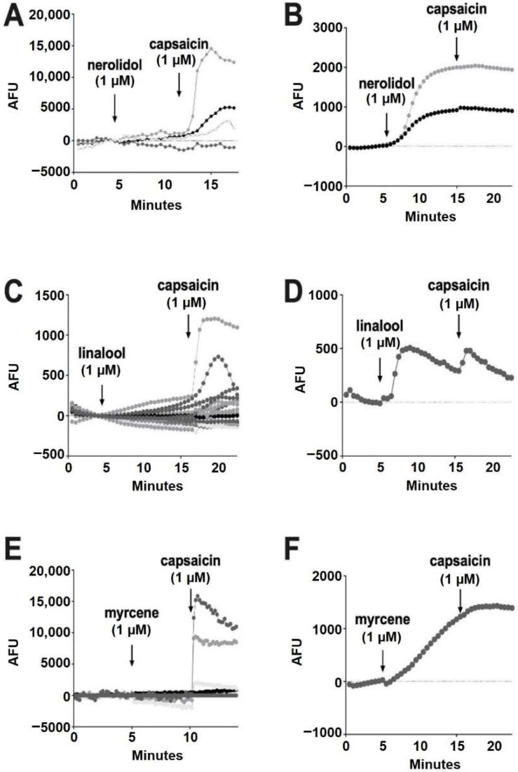Nerolidol, linalool and myrcene do not reliably activate calcium responses in DRGs. (A) Sample population response using a calcium sensor in DRGs treated with nerolidol (1 μM) followed by capsaicin (1 μM). (B) Infrequently (7% of neurons), nerolidol elicited a sustained calcium response as shown in these sample time courses. (C) Time course showing responses to linalool (1 μM) as in A. (D) Rarely (0.86%) linalool elicited a response in DRGs. (E) Time course showing responses to myrcene (1 μM) as in A. (F) Myrcene rarely (1.3%) elicited a calcium response in DRGs.
