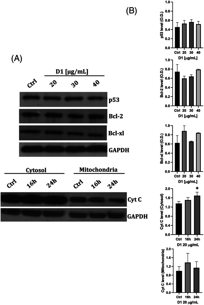Effect of the D1 extract on p53, bcl‐2, bcl‐xl protein expression in K562 cells and on cytochrome c release. (a) Representative western blots at different concentration/time treatments. (b) Densitometric analyses of protein levels of p53, bcl‐2, and bcl‐xl of K562 cells lysate after incubation with 20, 30 and 40 μg/ml of D1 for 16 hr; densitometric analyses of cytosolic and mitochondrial cytochrome c in K562 cells lysate after 16 and 24 hr incubation with 20 μg/ml of D1. Densitometry values were normalized to the protein loading control GAPDH. The values are expressed as mean ± SD of three independent experiments (n = 3 per group)