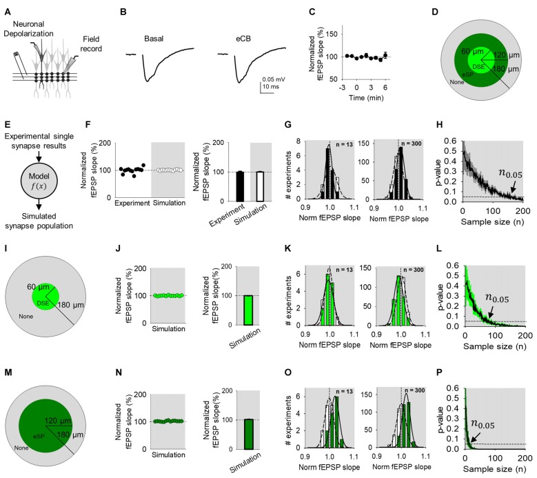 eCB-mediated synaptic regulation is undetected in Field recordings. (A) Scheme representing a whole-cell recorded CA1 pyramidal neuron, extracellular electrode recording fEPSPs and SC bulk stimulation. (B) Average fEPSP traces before (basal) and after ND of the whole-cell recorded neuron to stimulate eCB release (eCB). (C) Relative fEPSP slope (from basal) vs. time. Zero time indicates eCB release by ND. (D) Modulation topology of synapse population. (E) Monte Carlo scheme of synapse population using single synapse data. (F) Individual experimental and simulated data of relative fEPSP slope (from basal) after ND-evoked eCB release. (G) Simulated distributions normalized slope of baseline (white) with modulated (black) data for n = 13 (left) and n = 300 (right). (H) Computational model-predicted p-value vs. sample size. (I) Modulation topology of synapses undergoing DSE-only. (J) Simulated fEPSP slope data of DSE-only. (K) Simulation distributions of DSE-only normalized slope baseline (white) and modulated (green) data for n = 13 (left) and n = 300 (right). (L) Computational model-predicted p-value vs. sample size for synapses undergoing DSE-only. (M–P) As (I–L), but for synapses undergoing eSP-only. Data are represented as mean ± SEM.