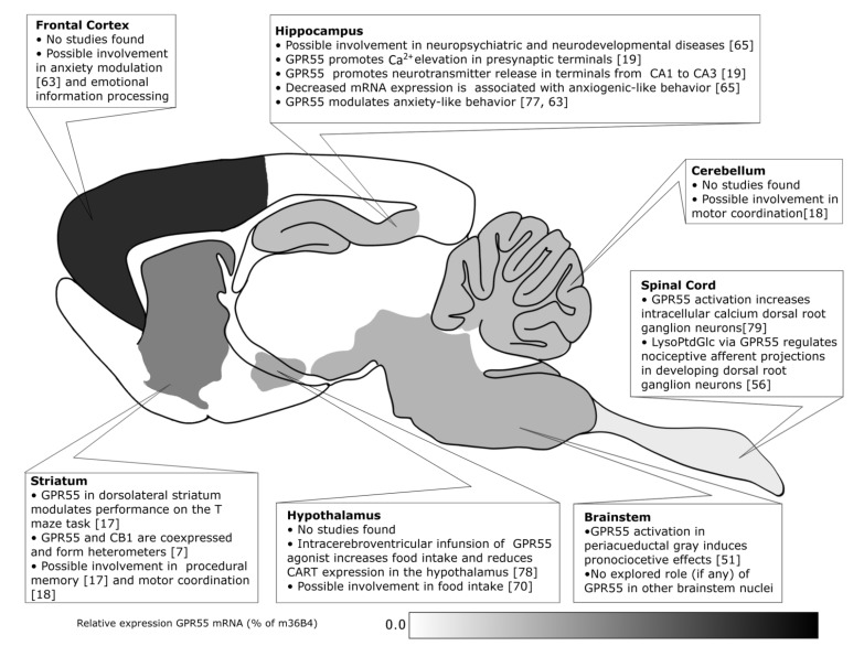 Schematic representation of the relative GPR55 mRNA expression (% of ribosomal M36b4) in the central nervous system. Data taken from Ryberg et al. [1]. Note that although the diagram represents a rodent brain, information from the textboxes comes from several animal models (i.e., rat, mouse, monkey, etc). Lighter shades of gray indicate lower receptor expression while darker shades indicate higher receptor expression. Structures in white represent lack of information about GPR55 expression.