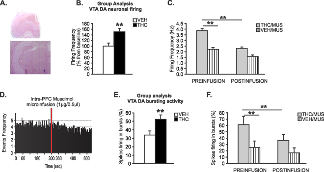 Effects of Intra-mPFC MUS on adolescent THC-induced sub-cortical hyperdopaminergia. (A) microphotograph of a representative mPFC microsyringe and VTA neuronal recording placements. (B) Increased VTA putative DA neuronal firing frequency in adolescent THC-pretreated rats relative to adolescent VEH-pretreated rats. (C) Before intra-mPFC MUS microinfusion, sub-population of VTA putative DA neurons firing frequency in adolescent THC pretreated rats were significantly increased compared to adolescent VEH pretreated rats. Intra-mPFC MUS reduced firing frequency of VTA putative DA in adolescent THC-pretreated rats relative to adolescent VEH-pretreated rats. (D) Representative rastergram showing the spontaneous activity of 1 putative DA neuron treated with intra-mPFC muscimol in adolescent THC pretreated rat. (E) Increased VTA putative DA neurons bursting levels in adolescent THC vs. VEH pretreated rats. (F) Before intra-mPFC MUS microinfusion, sub-population of VTA putative DA neurons spikes firing in bursts in adolescent THC pretreated rats were significantly increased compared to adolescent VEH pretreated rats. Intra-mPFC MUS reduced spikes firing in bursts of VTA putative DA in adolescent THC-pretreated rats relative to adolescent VEH-pretreated rats. Two-way repeated measures ANOVA or Two-tailed t-tests; **indicated p < 0.01. Error bars represent the standard error of the means (SEMs).