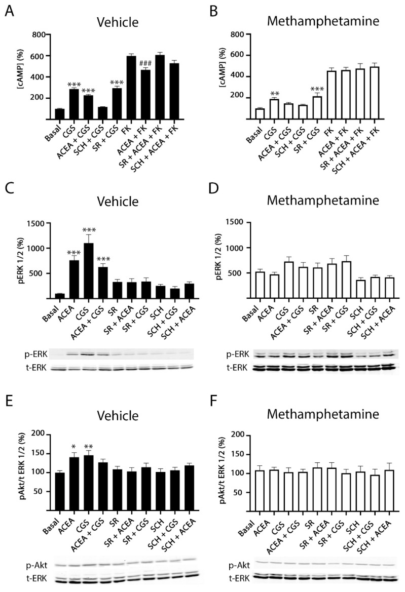 Methamphetamine effect on A2A–CB1Het functionality: cAMP and ERK/Akt phosphorylation. HEK-293T cells co-transfected with cDNAs for A2AR (0.5 µg) and for CB1R (0.6 µg) were treated (30 min) with vehicle (A,C,E) or 1 µM methamphetamine (B,D,F) and subsequently treated with 500 nM of the A2AR antagonist SCH 58261 (SCH) or with 500 nM of the CB1R antagonist SR 141716A (SR). Receptors were activated using 100 nM of the A2AR agonist CGS 21680 (CGS), with 200 nM of the CB1R agonist, ACEA or both, before adding 0.5 µM forskolin (FK) or vehicle. The cytosolic cAMP levels (A,B) and the extracellular signal-regulated (ERK) 1/2 (C,D) or Akt (E,F) phosphorylation signals were determined. Results are expressed as percentage over basal and are the mean ± SEM of six experiments performed in triplicates. A one-way ANOVA followed by Bonferroni multiple comparison post hoc test showed a significant effect (* p < 0.05, ** p < 0.01, *** p < 0.001 vs. basal condition; ### p < 0.001 vs. FK condition). In (C–F) a representative Western blot is shown (bottom). p-ERK indicates phosphorylated ERKs, t-ERK indicates total ERKs, p-AKT indicates phosphorylated AKTs.