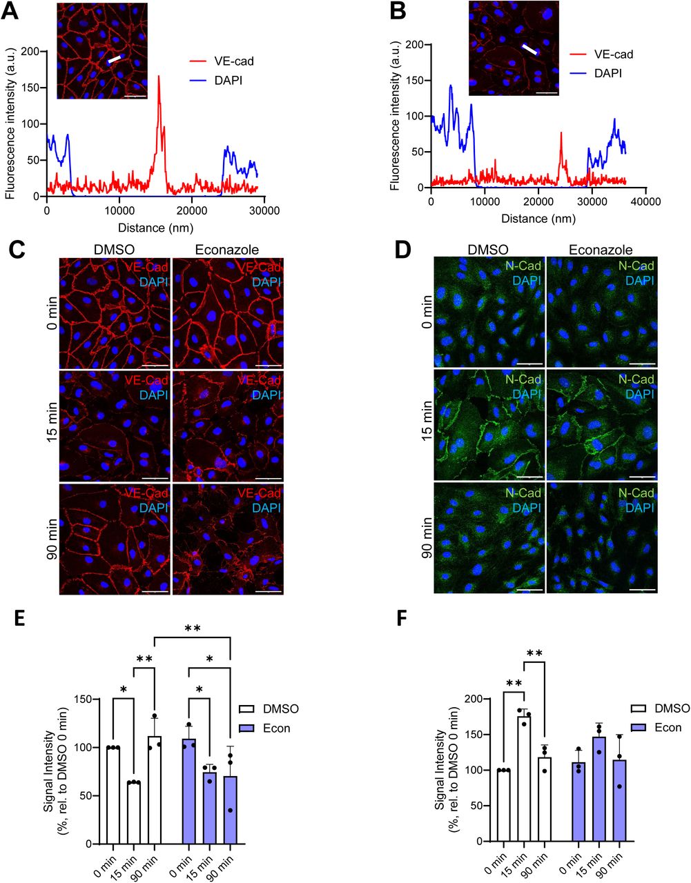Representative fluorescence intensity profiles and immunofluorescence results for H2O2-induced changes in cadherin localization during TRP inhibition.Representative fluorescence intensity profiles (indicated by the thick white line in the image insets) for regions spanning HPMEC cell-cell junctions and adjacent nuclei in cells at 0 min (A) and 15 min (B) of H2O2 exposure (75 µM). Scale bars: 50 µm. Timecourse immunofluorescence stainings of VE-cadherin (red) (C) and N-cadherin (green) (D) over a timecourse of H2O2 exposure (75 µM; 0 min, 15 min, 90 min) in the presence and absence of the TRPM2 inhibitor econazole (10 µM). Nuclei were stained with DAPI (blue), scale bars: Mean peak signal intensities of VE-cadherin (E) and N-cadherin (F) from fluorescence intensity profiles were quantified from stainings performed in HPMECs from three different donors (n = 3), and significance between means was analyzed with two-way ANOVA, and Tukey post hoc tests; * p < 0.05, ** p < 0.01.
