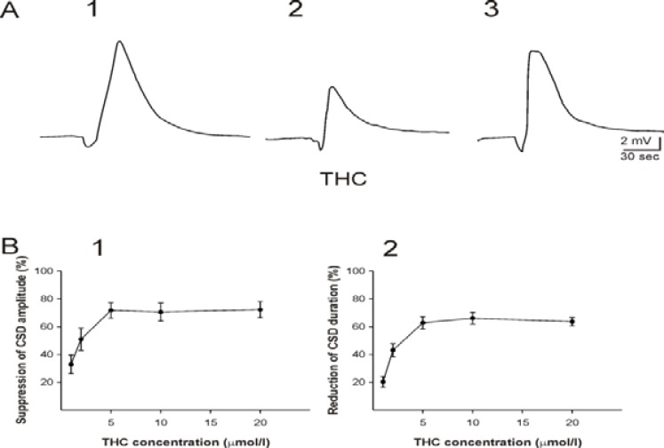 Effects of Delta9-tetrahydrocannabinol (THC) on cortical spreading depression (CSD) in the somatosensory neocortical tissues of rats. A: Recording of DC potentials in the third layer of a neocortical slice before (A1), during (A2), and after (A3) application of THC (5 µM). B: The relationship between THC concentrations and suppression of the amplitude (B1) and the duration (B2) of CSD. CSD was elicited by KCl microinjection. The curve indicates the plot of percentage reduction of CSD amplitude (B1) or duration (B2) vs. THC concentrations (n = 6 for each concentration). THC dose-dependently suppressed the amplitude and the duration of CSD (ANOVA, P ≤ 0.001). The percentage of CSD amplitude and duration reduction was measured by division of the amplitude and the duration of CSD induced after application of THC to the amplitude of SD elicited before superfusion of the substance. Values represent mean±SEM