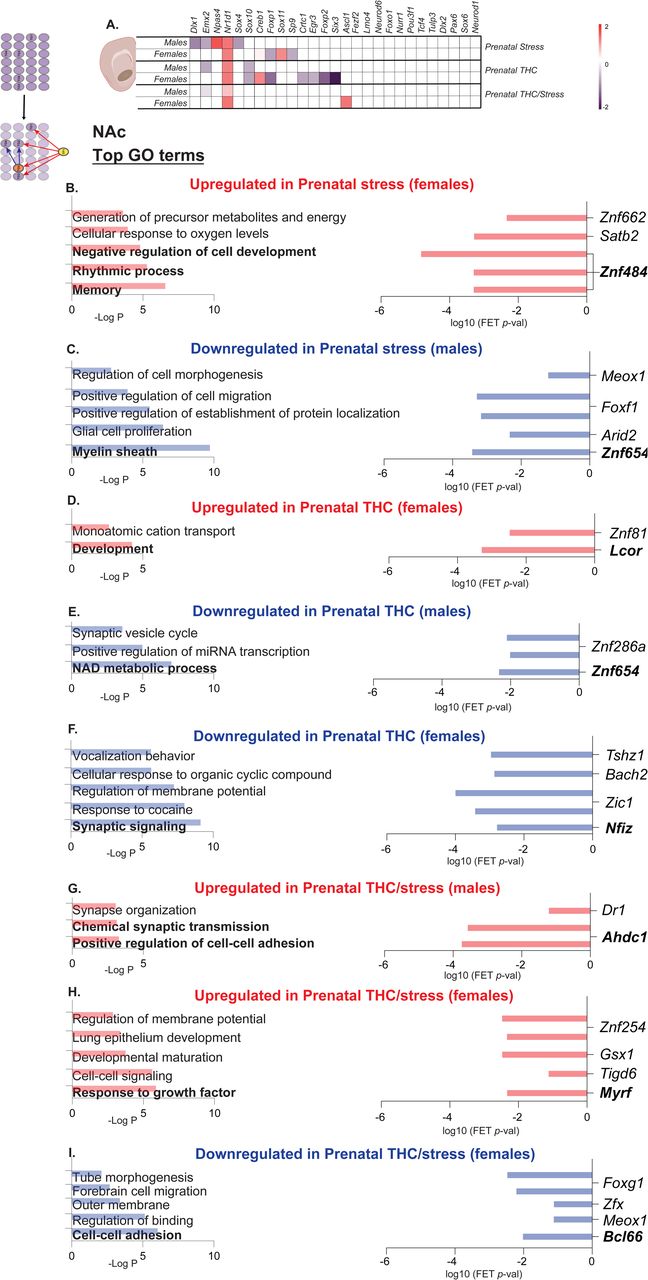 Transcription factor profiling in the NAc across exposed groups.(A) Table shows differentially expressed transcriptional regulators in the NAc by sex across exposed groups in our dataset. (B-I) shows top gene ontology enrichments of DETs on the left and predicted transcription factors in enriched terms on the right across groups. DETs, differentially expressed transcripts. FET, Fisher’s Exact Test.