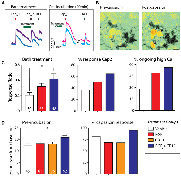 CB13 and PGE2 interact to enhance sensitization to capsaicin. (A) Example of “bath treatment,” in which treatment is bath-applied in between capsaicin applications, and “pre-incubation,” in which dissociated hDRG are exposed to treatment under incubator conditions for 20 min prior to capsaicin. (B) Fura-2AM signal in hDRG neurons showing the response in some cells to 250 nM capsaicin (arrows). (C) Bath treatment: Cap2/Cap1 ratio (left) one-way ANOVA followed by Dunnett's post-test shows that PGE2+CB13 leads to significantly reduced desensitization (p = 0.02). Number of cells tested in each group indicated at the bottom of each bar. Center, Percent of cells responding to the second capsaicin application. Right, Percent of cells that did not fall back to baseline within 7 min after the first capsaicin application. (D) Pre-incubation: (Left) magnitude of peak capsaicin response. One-way ANOVA followed by Dunnett's post-test shows PGE2 + CB13 exhibited a larger peak response compared to vehicle. (Right) Percent of sensory neurons responsive to capsaicin after 20 min of incubation with the various treatments. *p < 0.05.