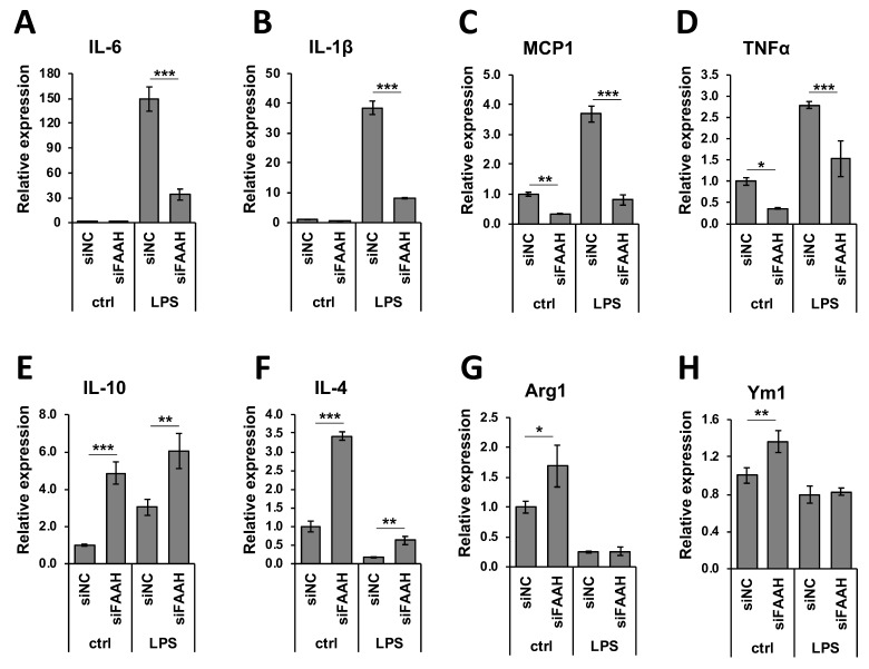 Expression of pro- and anti-inflammatory markers in FAAH knockdown cells. Transfected cells with siRNA were treated with LPS for 8 h and total RNA was collected. Total RNA was used for qRT-PCR to assess expression of the pro-inflammatory cytokines, IL-6 (A), IL-1β (B), MCP1 (C), and TNFα (D), as well as the anti-inflammatory markers, IL-10 (E), IL-4 (F), Arg1 (G), and Ym1 (H). Data are presented as means ± S.D. (n = 3) determined by two-way ANOVA. *, **, and *** denote p < 0.05, p < 0.01, and p < 0.001, respectively.