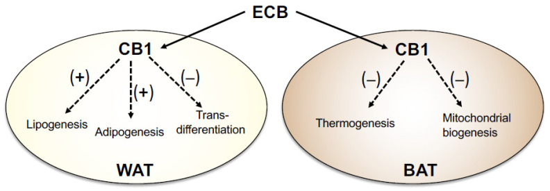 Endocannabinoid signals in the physiology of WAT and BAT. (Left) In WAT, CB1 receptor activation produced by endocannabinoid (ECB) ligands increases glucose uptake and fatty acid biosynthesis, catalyzed by fatty acid synthase (FAS), resulting in heightened lipogenesis. Increased ECB tone also enhances the transcription of genes involved in adipogenesis, such as the ligand-operated transcription factor, PPARγ, while suppressing mitochondrial biogenesis and trans-differentiation into beige/brown adipocytes. (Right) In BAT, ECB signaling reduces non-shivering thermogenesis triggered by β3-adrenergic receptor (ADRB3) activation. Blockade of CB1 receptors enhances thermogenesis by dampening local ECB activity and consequently boosting sympathetic outflow to the adipose organ. (+), increase; and (−), decrease.