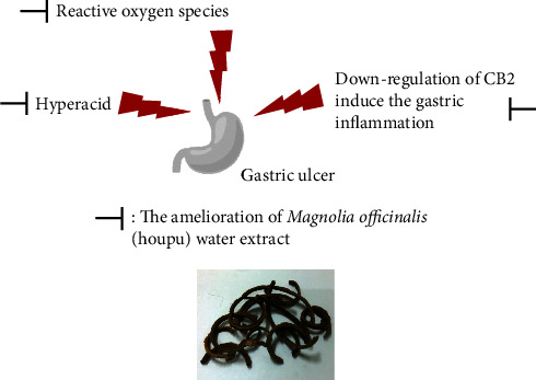 The hypothesis mechanisms of Magnolia officinalis water extract ameliorating gastric ulcer. Magnolia officinalis (houpu) water extract not only enhanced the pH value of stomach acid but also ameliorated the ulcer index and inflammation and increased CB2 expression effectively. These results suggest that Magnolia officinalis water extract might be used to decrease the incidence of gastric ulcer.