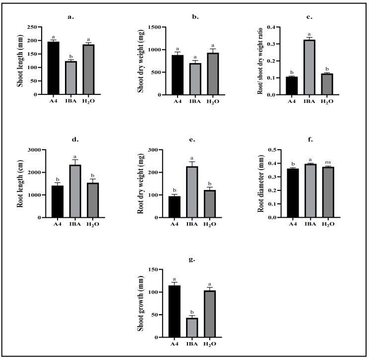 Biometric measures of C. sativa cultivars compiled in the second repetition of this experiment. Cuttings of C. sativa cultivars “Hindu Kush”, “California Orange”, “Herijuana”, “The Pure”, “Bruce Banner”, “Big Bud”, “Motherlode Kush”, and “Wild Thailand” were maintained in aeroponic growth units for 25 days following a 20 h immersion treatment, in which cuttings were either inoculated with R. rhizogenes (A4), exposed to IBA (IBA), or treated with water (H2O). (a) The length of shoots measured from the bottom to the youngest point of growth (mm). (b) The dry weight of shoots was recorded after 70 h of drying in a 70 °C drying chamber (mg). (c) Root dry weight was divided by shoot dry weight to estimate growth ratios. (d) The root length was estimated by analyzing root scan images in WinRhizoTM (cm). (e) Roots were dried for 70 h at 70 °C in a drying chamber and subsequently weighed (mg). (f) The root diameter was estimated by analyzing root scan images in WinRhizoTM (mm). (g) Shoot growth (mm) Different letters between columns in a graph indicate a statistically significant difference (p ≤ 0.05) between treatments using Tukey’s HSD test; ns indicates no significant difference compared to any other treatment group. Bars represent means ± standard error; n = 23–32.