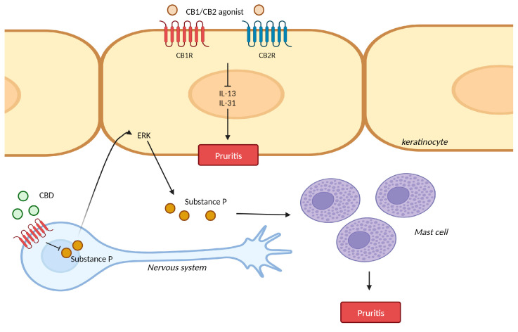 Mechanism of action for cannabinoids in pruritis. CB1R/CB2R agonist ameliorated chronic itching by suppressing Il-13 and IL-31. CB1R knockout in sensory neurons promoted the production of substance P, which induces the accumulation of mast cells in the dermis through ERK. CBD: cannabidiol; ERK: extracellular signal-regulated kinase. This figure was created with Biorender at www.biorender.com (accessed on 21 August 2023).