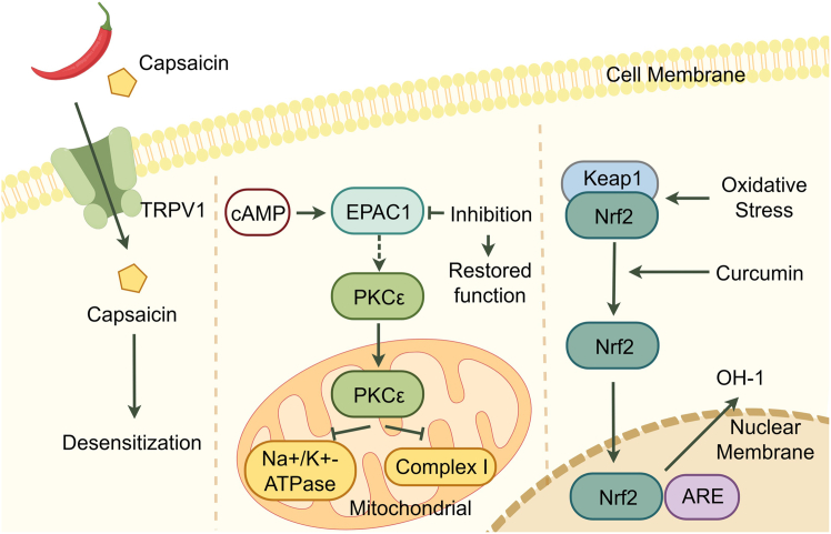 Molecular targets and pharmacological modulations for NCPTRP Channels Modulation: Repeated capsaicin stimulation induces desensitization of the TRPV1 receptor. Mitochondria-Targeted Therapy: An inhibitor drug blocks EPAC1 translocation to the plasma membrane, thereby inhibiting PKCε activation. Antioxidant Therapy: Curcumin promotes the dissociation of Nrf2 from Keap1. The activated Nrf2 subsequently translocates to the nucleus, binds to the ARE, and initiates the transcription of the antioxidant enzyme H O -1.