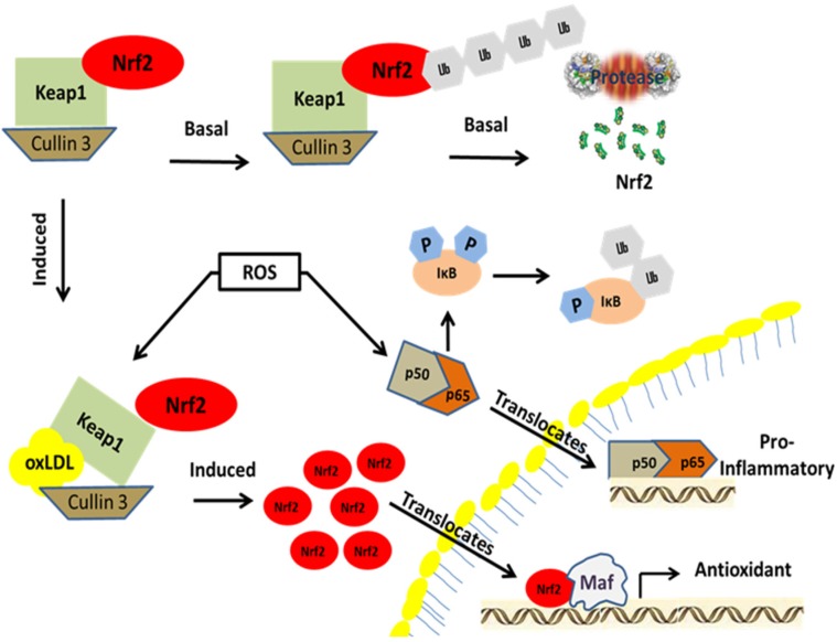 Nrf2 activation pathway. Nrf2 is a member of the bZIP family of transcription factors. It is localized in the cytoplasm under basal conditions where it forms a complex with Keap1 and Cullin 3 until activated. Under basal conditions, Nrf2 is ubiquitinated and degraded by proteosomes. During electrophilic stress induced by either oxLDL or 4-HNE, the cysteine residues in Keap1 are covalently modified leading to the subsequent ubiquitination of Keap1 and its degradation. As Nrf2 builds up in the cytoplasm, it starts to translocate into the nucleus forming a heterodimer with a Maf protein. The transcription factor complex associates with antioxidant response elements upstream of antioxidant and phase II detoxication genes to initiate transcription. Similarly, under basal conditions NFκB forms a complex with its negative regulator IκB in the cytoplasm. During oxidative and inflammatory stress, IκB is phosphorylated by the kinase IKK and subsequently degraded via the ubiquitin-proteosome pathway. This allows NFκB to translocate into the nucleus, resulting in increased expression of genes that encode pro-inflammatory cytokines.