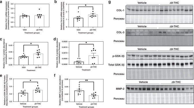 Maternal exposure to 3 mg/kg Δ9-THC i.p. daily from gestational days 6 to 22 results in increased expression of cardiac remodelling markers associated with hypertrophy and collagen deposition.Transcript abundance of a collagen I and b collagen III. Protein abundance of c collagen 1 and d collagen III e Phosphorylated GSK-3β-to-total GSK-3β ratio and f MMP-2. g Representative Western blot displaying all the cardiac markers with associated Ponceau staining. All protein levels were expressed as means normalized to total protein (using Ponceau staining), ±SEM, N = 7–8 offsprings/group (each offspring was taken from a different dam’s litter). Significant differences between groups were determined using Student’s unpaired t test (*p < 0.05, **p < 0.01).