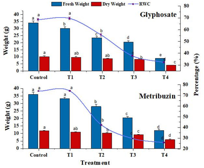 Change in fresh weight (g), dry weight (g), and Relative Water Content (RWC) (%) in control and treated plants. Data represent mean values (± standard error) of three replicates (n = 3). Treatments are as follows: T1 = X/8, T2 = X/4, T3 = X/2, and T4 = X, where X is 2.47 L/ha for glyphosate and 742 g/ha for metribuzin. Different letters above bars indicate statistically significant differences among treatments for each pigment, as determined by one-way ANOVA followed by Duncan’s multiple range test (p ≤ 0.05)