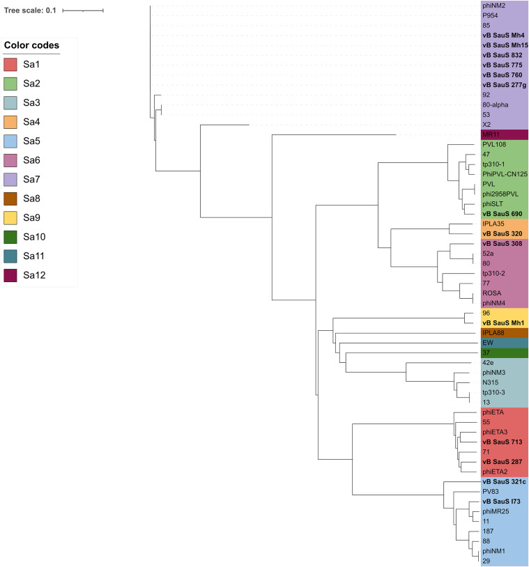 Phylogenetic analysis of the S. aureus phage integrases. The classification of integrases in different groups (Sa1 to Sa12) was made on the basis of the nucleotide sequence comparison using ClustalW (65). The evolutionary history was inferred by means of the NJ algorithm, and the phylogenetic tree graph was made with iTOL (67). The integrases of phages reported in this work are shown in bold.