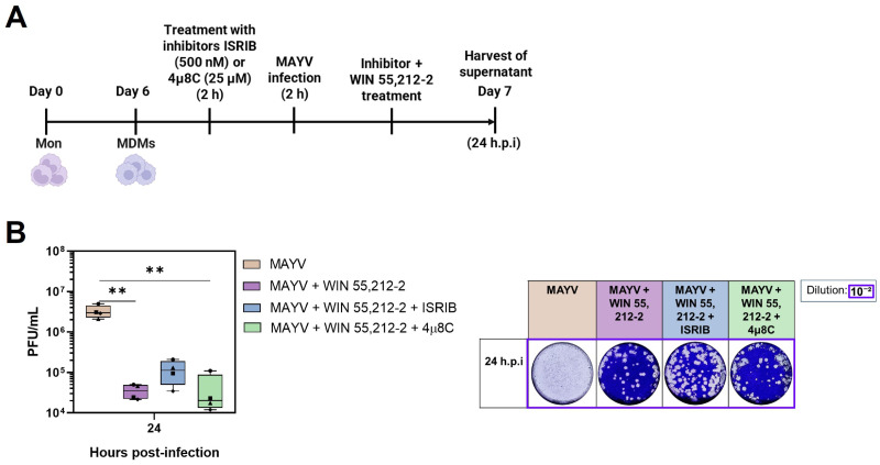 Effects of ISRIB and 4u8C in MAYV-infected MDMs following post-treatment with WIN 55,212-2. MDMs were either treated with integrated stress response inhibitors, ISRIB (500 nM) or 4u8C (25 µM), or left untreated, and incubated at 37 °C with 5% CO2 for 2 h. Following this, the cells were either infected with MAYV at MOI of 0.5 for 2 h or left uninfected. Subsequently, the MDMs were treated with WIN 55,212-2 (10 µM) or left untreated and maintained at 37 °C with 5% CO2. Supernatants were collected at 24 h.p.i (A), and a plaque assay was performed to quantify the viral replication (B). Representative plaque images from at least 4 independent experiments were obtained using crystal violet. Friedman and Dunn’s tests were performed. Data are presented as box-and-whisker plots showing the minimum and maximum values, with all individual data points displayed (n = 4). Significance: p < 0.01 (**).