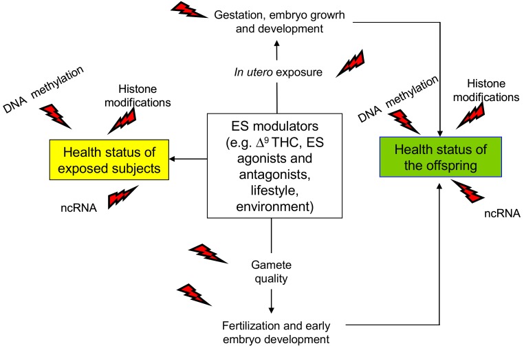 Schematic representation of the main outcomes of endocannabinoid system (ES) epigenetic modulation. Direct effects are in yellow box; trans-generational effects occurring via gametes or following in utero exposure are in green box. ncRNA: non-coding RNA; Δ9THC: Δ9-tetrahydrocannabinol, red flash of lightning indicates the epigenetic changes.