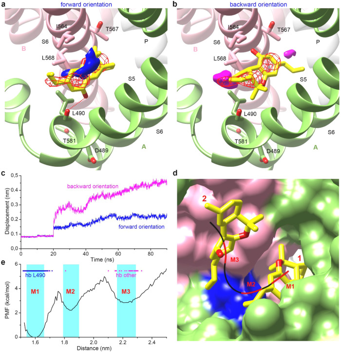 MD simulation of THCV binding to TRPV6.a, b THCV binding to site 1 with the tricyclic ring oriented towards the central pore (forward orientation, a) and towards the membrane (backward orientation, b). Cryo-EM model of protein is shown as green (subunit A) and pink (subunit B) cartoon, while THCV is shown as yellow sticks. Distributions of the center of THCV molecule modeled in the forward and backward orientations are shown as blue and pink surfaces, respectively. Red mesh represents cryo-EM non-protein density. The hydrogen bond between THCV and L490 is shown as a red dotted line. c Time dependence of averaged displacement of the center of THCV molecule modeled in the forward (blue) and backward (pink) orientations relative to the position in the cryo-EM model (the ligands positions were fixed during the first 20 ns). d THCV horizontal pathway is shown as a black curve, with energy minima along the pathway indicated by red segments M1, M2, and M3. Surface of subunit A, subunit B and a groove along the helices S4–S5 contributed by L490 and L568 is colored green, pink and blue, respectively. e Potential of mean force calculated along the horizontal pathway as a function of the distance between the centers of the THCV molecule and the pore axis, with the energy minima M1, M2 and M3 highlighted in cyan. Blue and pink lines indicate hydrogen bonds between THCV and L490 and between THCV and other residues, respectively.