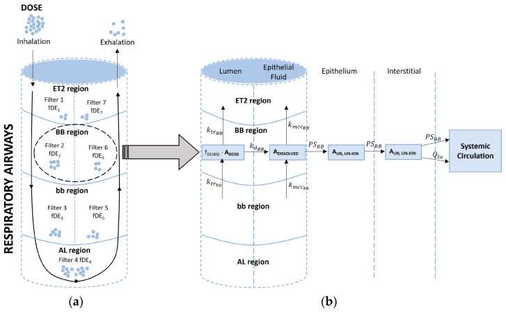Schematics of particle deposition following (a) inhalation and exhalation and (b) absorption of deposited particles through the bronchial region. fDE, fraction deposited; ktrBB, ktrbb, transit rate constant at bronchial and bronchiolar regions (1/h), respectively; kdBB, dissolution rate constant at bronchial region (1/h); kmccBB, kmccBB, mucociliary transit rate constant at bronchial and bronchiolar regions (1/h), respectively; PSBB, permeability surface area product of bronchial epithelium (L/h); Qlu, blood flow to the lungs.