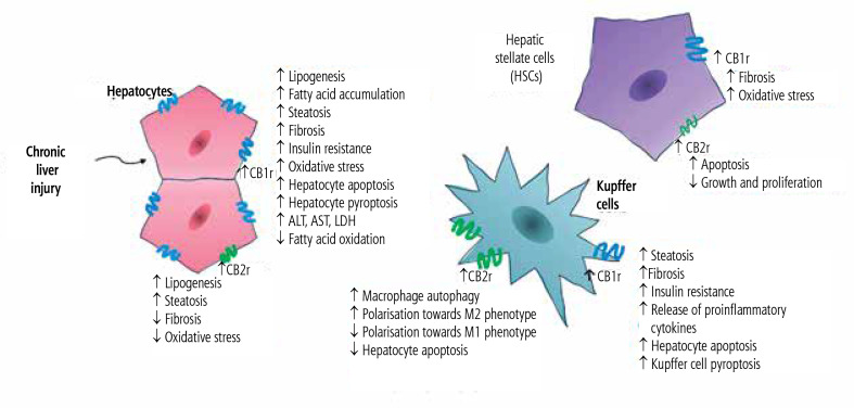 Summarized effects of activation of hepatic cannabinoid receptors CB1r and CB2r in chronic liver diseases